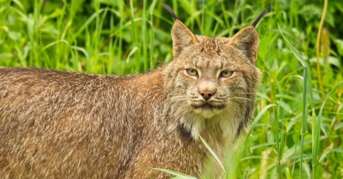 Canadian lynx standing in the grass. 