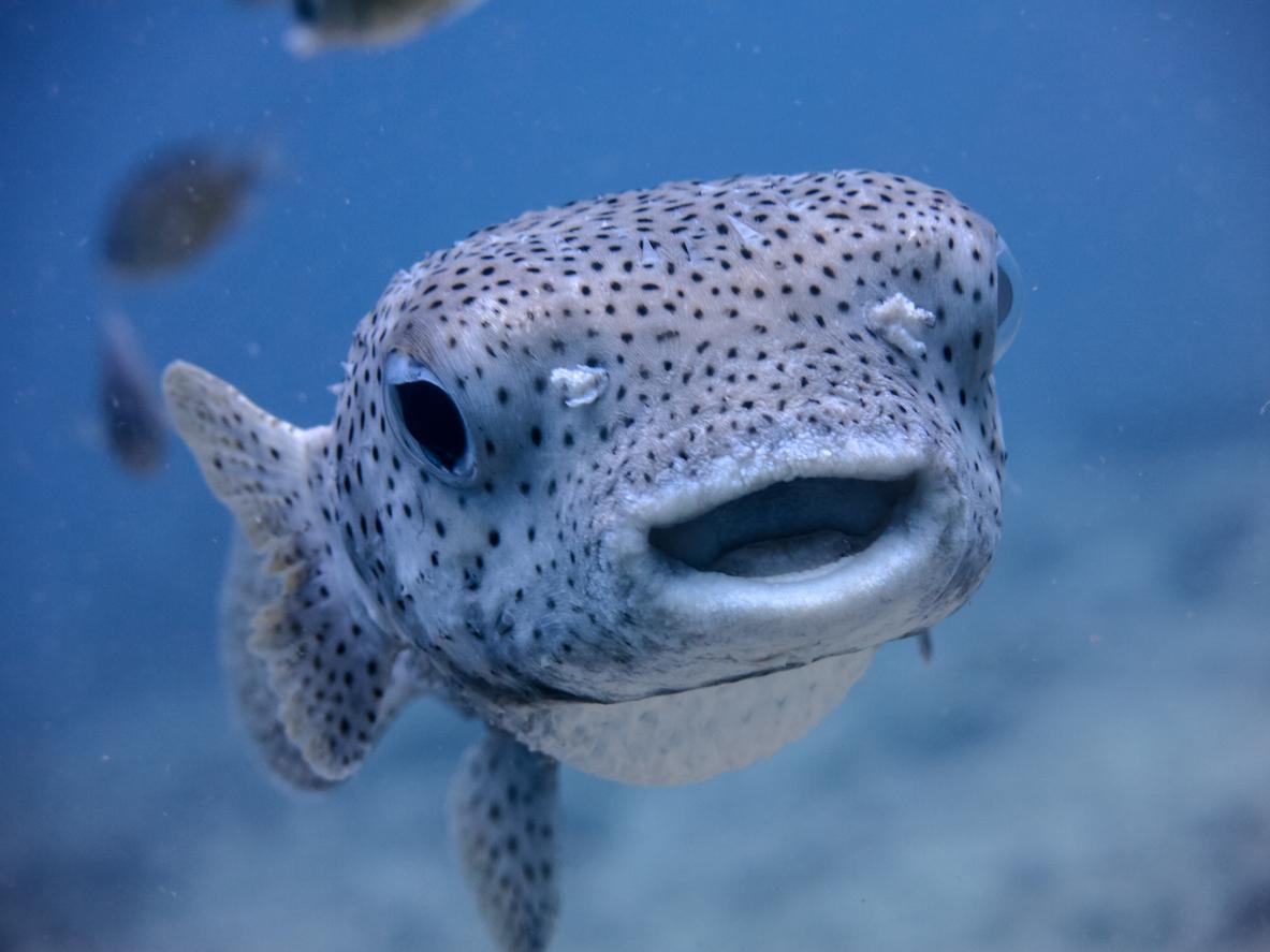 A porcupinefish smiling underwater.