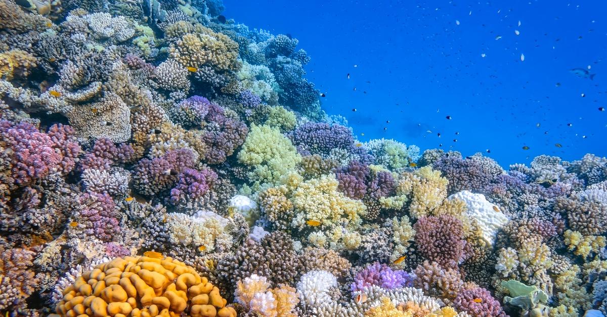 Coral reefs in shades of purple, orange, and green thrive under the ocean.