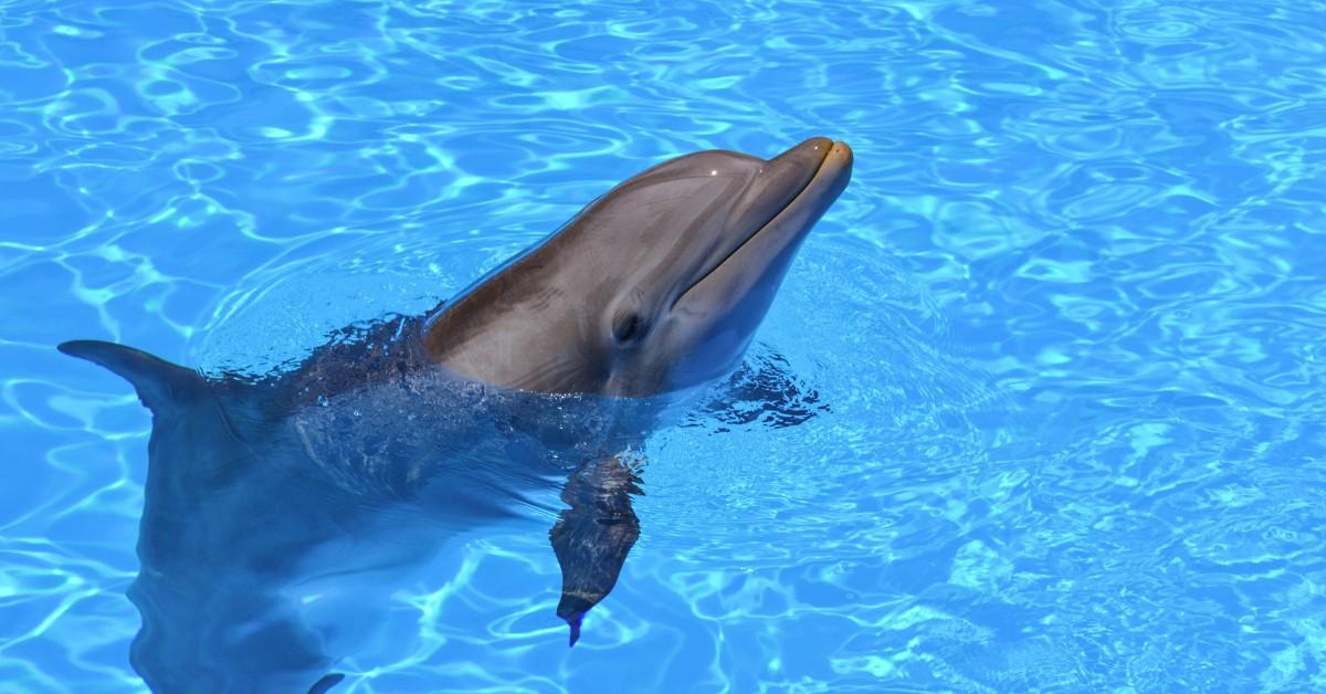 Microplastics Have been Present in Dolphins — Particulars Correct proper right here