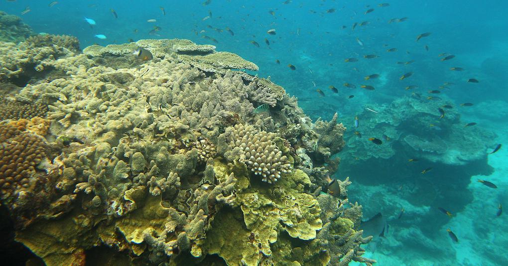 What Is Occurring to the Good Barrier Reef? Coral Bleaching